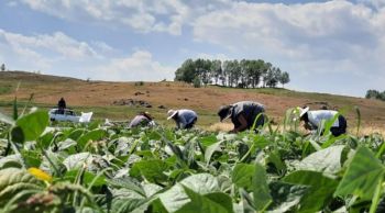 Շիրակի մարզում ընթացքի մեջ է բերքահավաքը