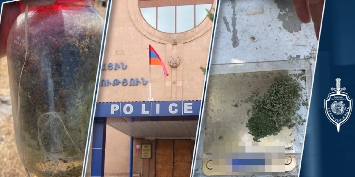 Հայտնաբերվել է առանձնապես խոշոր չափերի մարիխուանա