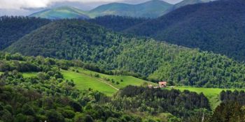 «Իջևանի անտառտնտեսությունում» ապօրինի ծառահատումների հետևանքով` 43 միլիոն դրամի վնաս. ԲԸՏՄ
