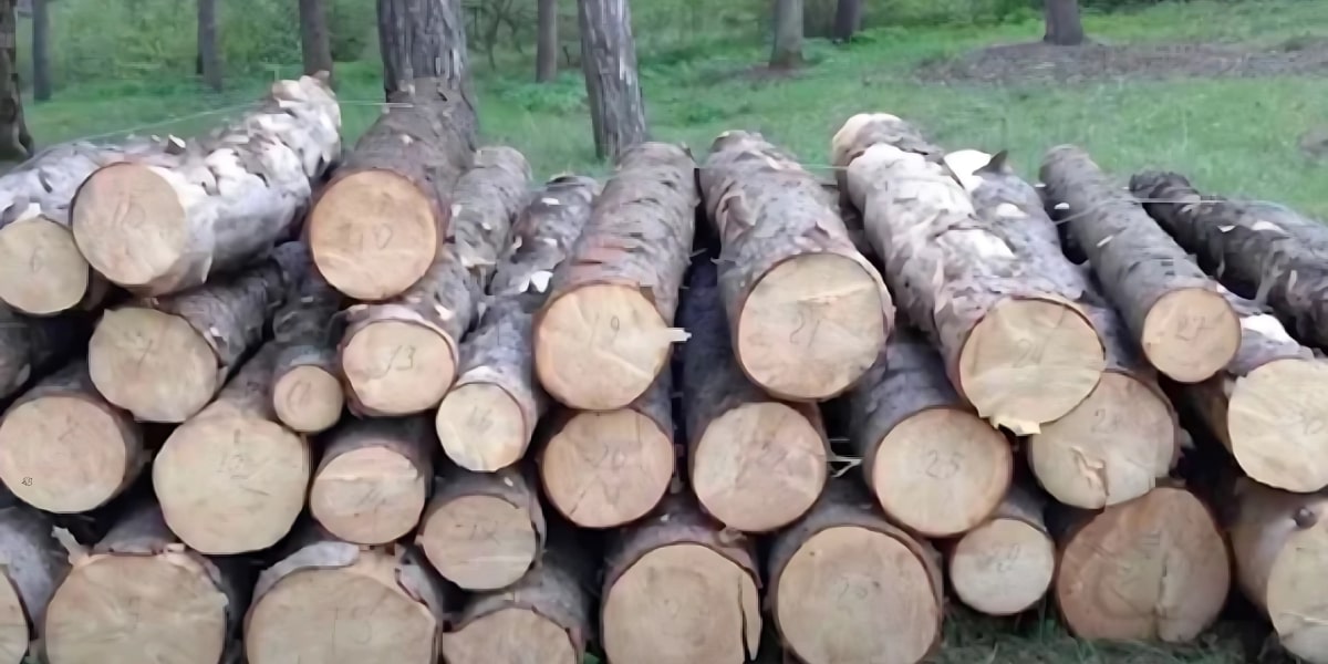 Էկոպարեկը կաշառք է ստացել ապօրինի ծառահատումը չկանխելու համար