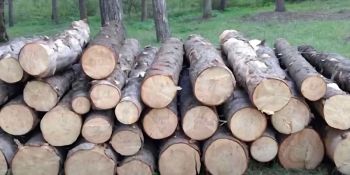 Էկոպարեկը կաշառք է ստացել ապօրինի ծառահատումը չկանխելու համար