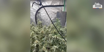 Ննջարանում աճում էր կանեփ․  ՔՈԳՎ բացահայտումը