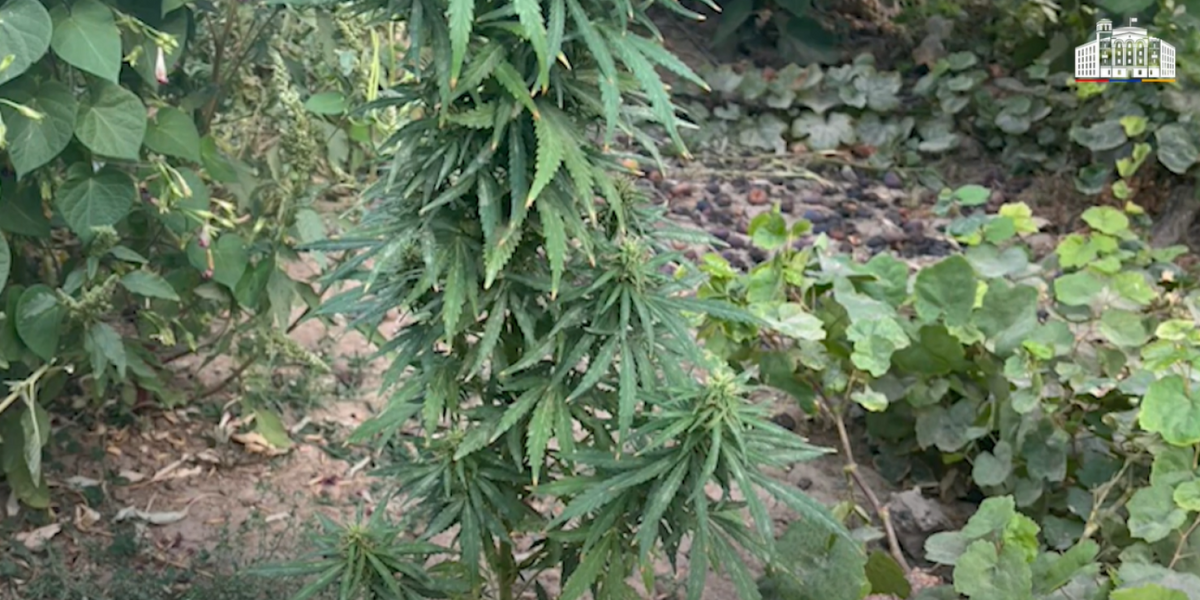 Արմավիրի համայնքային ոստիկանները Մրգաշատ գյուղի տներից մեկում թմրանյութ են հայտնաբերել (տեսանյութ)