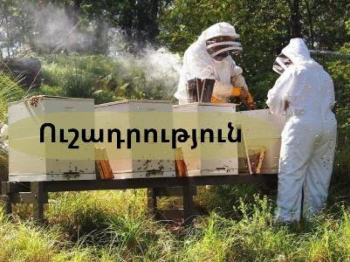 Ահազանգեր են ստացվել Մեղրի համայնքի մի շարք մեղվապահներից՝ կապված մեղուների շրջանում արձանագրված անհասկանալի վարքագծի հետ