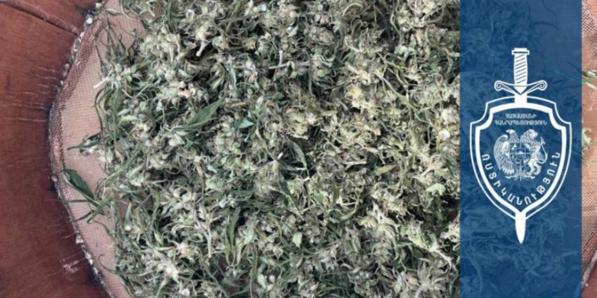 Խոշոր չափերի մարիխուանայի հայտնաբերում՝ Վանաձորում. Լոռու քրեական ոստիկանների բացահայտումը