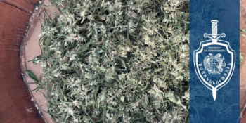 Խոշոր չափերի մարիխուանայի հայտնաբերում՝ Վանաձորում. Լոռու քրեական ոստիկանների բացահայտումը