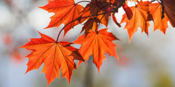 Սպասվում է առանց տեղումների եղանակ. օդի ջերմաստիճանը կբարձրանա