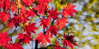 Օդի ջերմաստիճանն աստիճանաբար կբարձրանա. եղանակային կանխատեսումը հանրապետությունում