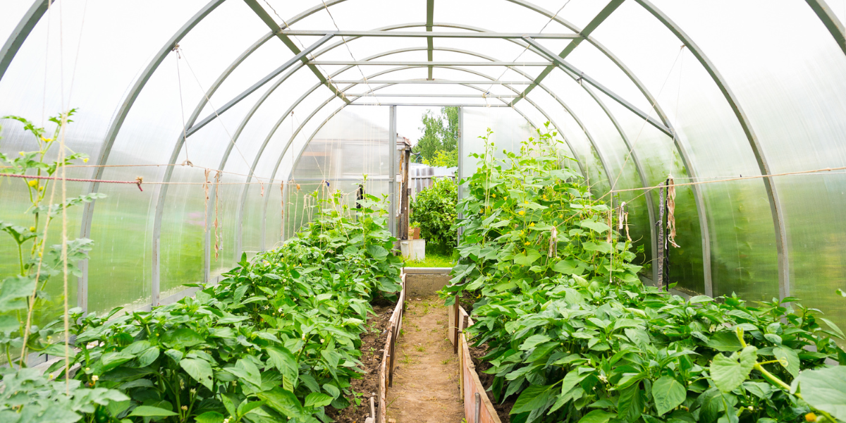 Ջերմատնային ոլորտի զարգացմանն աջակցելու ծրագիրը չի դադարեցվի. 2026-ից այն կշարունակվի նոր պայմանով