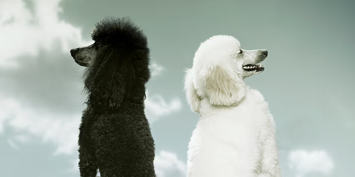 Новая тенденция в деловом мире. когда два босса могут делать то, что не получается у одного