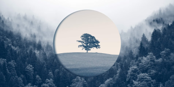 Growth never ends: how established companies find a second wave of growth