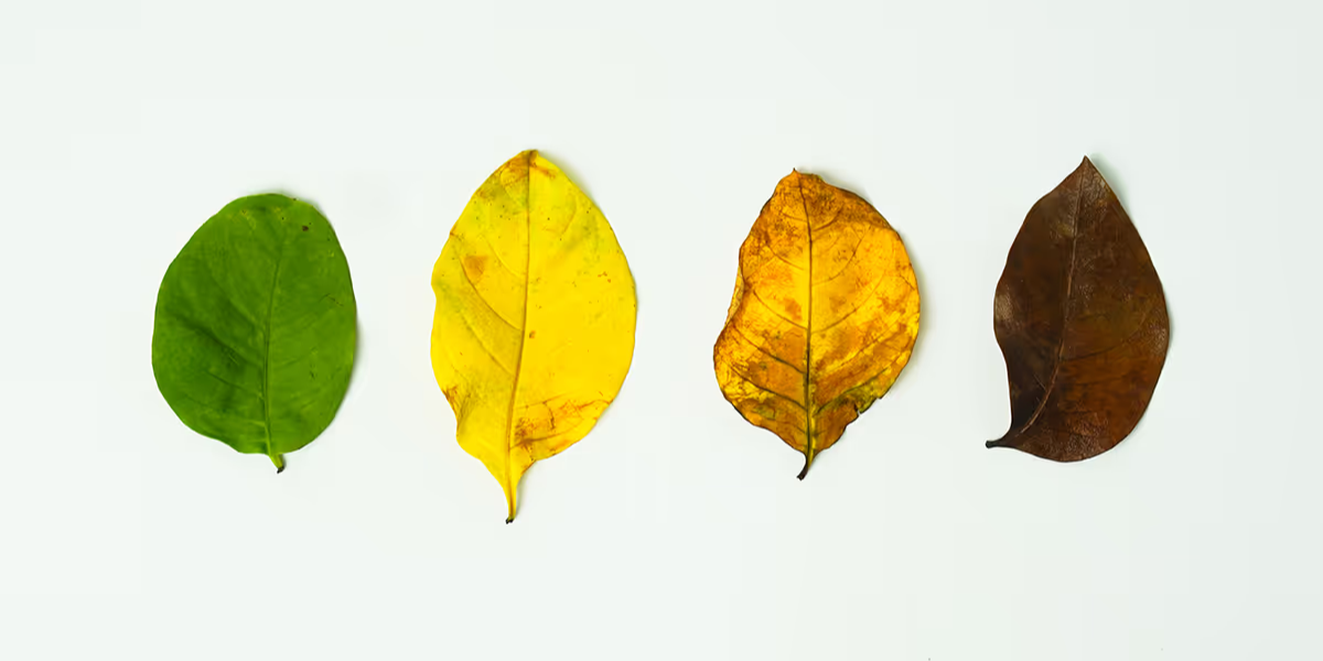4 ways of organizing and ways of leadership in each of them