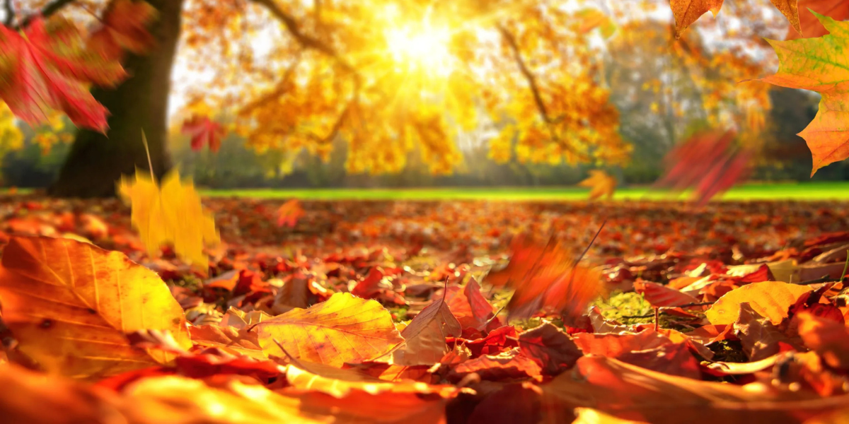 Նոյեմբերին ջերմաստիճանը ՀՀ ողջ տարածքում կլինի նորմայի սահմաններում՝ դրական շեղումով. կանխատեսում