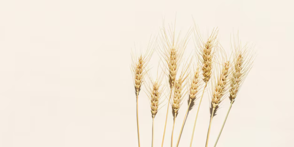 Պարենային ապրանքների համաշխարհային գների հենանիշը նախորդ տարվա նույն ժամանակահատվածի համեմատ փոքր-ինչ նվազել է