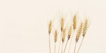 Պարենային ապրանքների համաշխարհային գների հենանիշը նախորդ տարվա նույն ժամանակահատվածի համեմատ փոքր-ինչ նվազել է