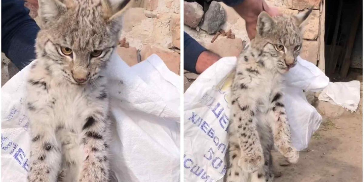 Շիրակի մարզում հայտնաբերված լուսանը տեղափոխվել է Երևանի համապատասխան կենտրոն