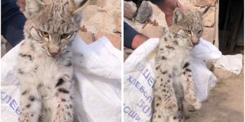 Շիրակի մարզում հայտնաբերված լուսանը տեղափոխվել է Երևանի համապատասխան կենտրոն