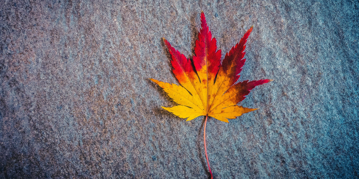 Սպասվում է առանց տեղումների եղանակ