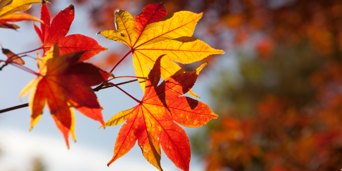 Օդի ջերմաստիճանը կբարձրանա