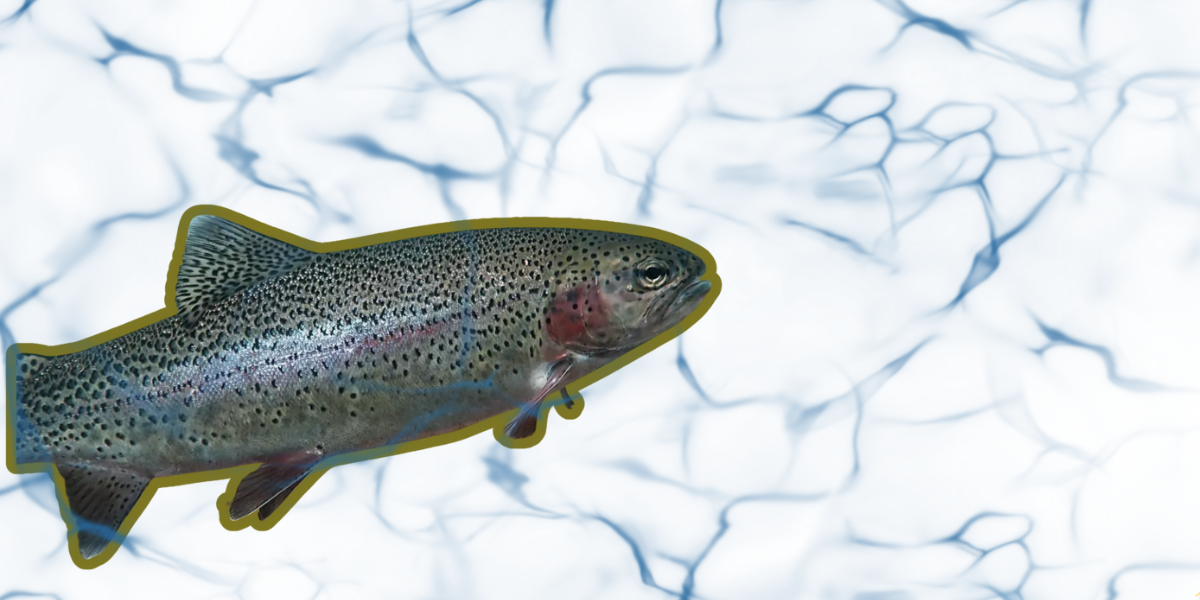 2025 թ.-ի հունվարից սեպտեմբեր Հայաստանից Ռուսաստան արտահանվել է  28 մլն դոլարի իշխան ձուկ