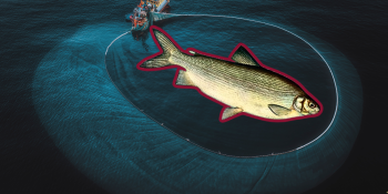 Սիգ ձկնատեսակի համար դրույքաչափը 3 անգամ կբարձրանա. 65 դրամից դառնալով 200 դրամ. արդյոք դա չի բերի գնի բարձրացման