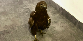 Կարմիր գրքում գրանցված արծիվը տեղափոխվել է Երևանի կենդանաբանական այգի