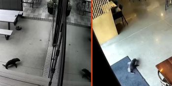 Նոր Զելանդիայում փոկը մտել է գարեջրի բար