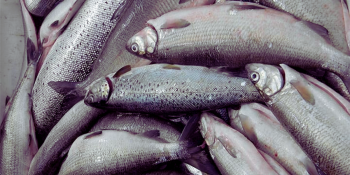 Ջրային պարեկները հայտնաբերել են սիգ տեսակի 110 ձուկ (տեսանյութ)