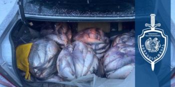 Ջրային պարեկները 29-ամյա վարորդի մեքենայում 197 կգ-ից ավել ձուկ են հայտնաբերել