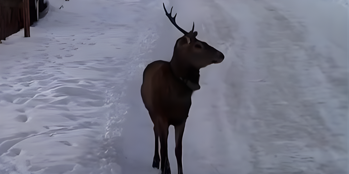 Լոռու մարզում նկատվել են բնություն բաց թողնված կովկասյան ազնվացեղ եղջերուներ