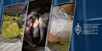 Գեղարքունիքում հայտնաբերվել է ավելի քան 190 սիգ և ձկնկիթի ապօրինի տեղափոխում