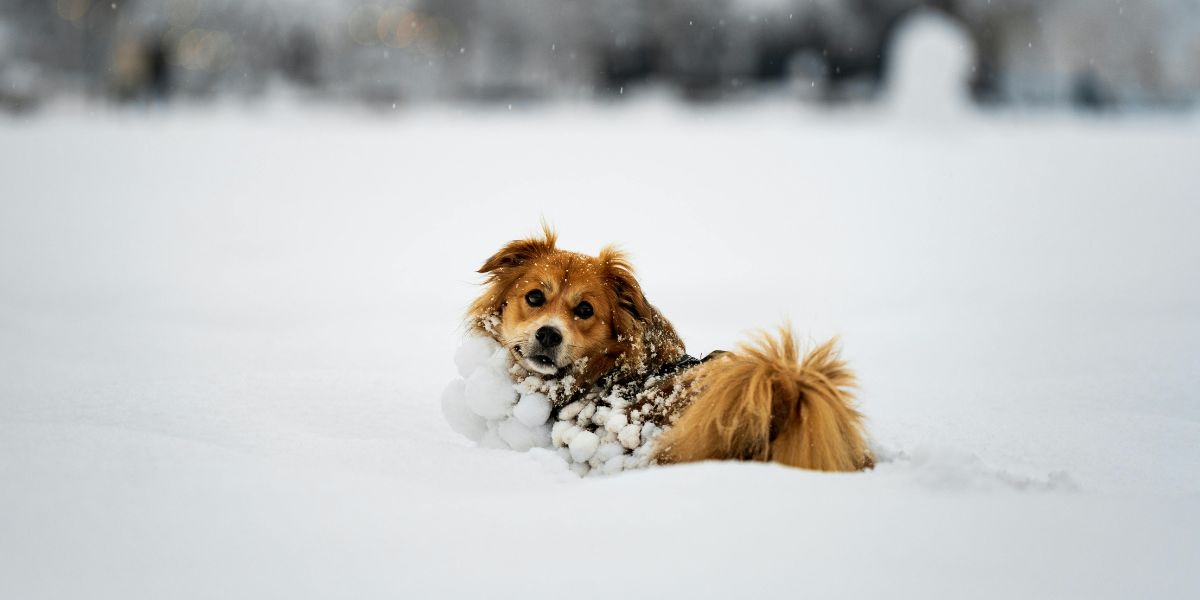 Երևանում թափառող չստերջացված շների կամ անկած կենդանիների հայտնաբերման դեպքում սահմանվել է դիմելու կարգ