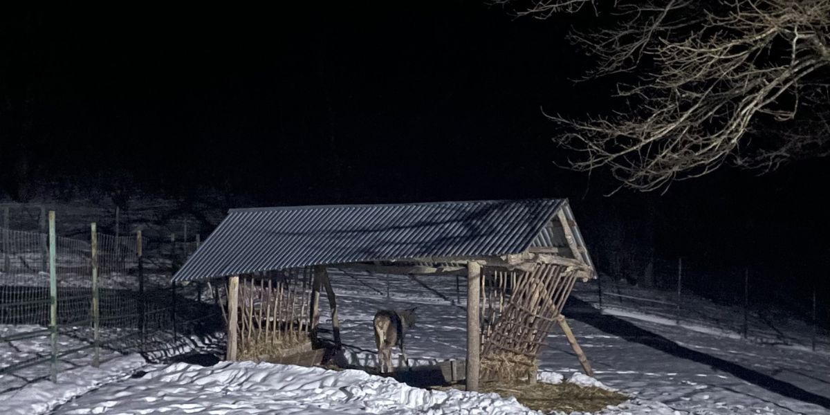 Լոռու մարզում նկատված ազնվացեղ եղջերուն վերադարձվել է «Դիլիջան» ազգային պարկ