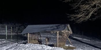 Լոռու մարզում նկատված ազնվացեղ եղջերուն վերադարձվել է «Դիլիջան» ազգային պարկ