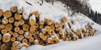 Լոռու մարզում ապօրինի հատվել է ավելի քան 300 ծառ․ պետությանը պատճառվել է շուրջ 4.5 մլն դրամի վնաս