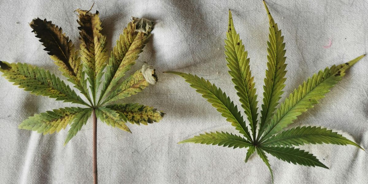 Օհանավանում թմրամիջոց է հայտնաբերվել․ ձերբակալվել է 50-ամյա տղամարդ