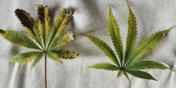 Օհանավանում թմրամիջոց է հայտնաբերվել․ ձերբակալվել է 50-ամյա տղամարդ