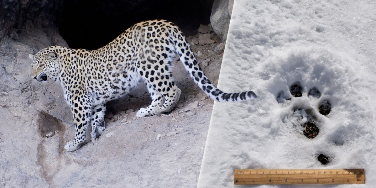 «Զանգեզուր» կենսոլորտային համալիրում արձանագրվել են ընձառյուծի թարմ հետքեր