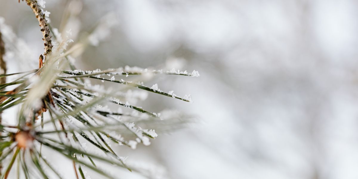 ՀՀ-ում սպասվում է հիմնականում առանց տեղումների եղանակ՝ առանձին շրջաններում ձյան և քամու ուժգնացման պայմաններում