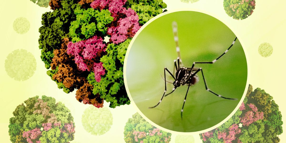 Հայաստանում արձանագրվել է Չիկունգունիա տենդի դեպք․ախտանշաններ, ռիսկեր և կանխարգելում