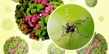 Հայաստանում արձանագրվել է Չիկունգունիա տենդի դեպք․ախտանշաններ, ռիսկեր և կանխարգելում