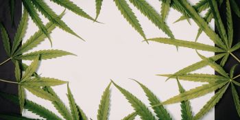 Ապօրինի թմրաշրջանառությունից հանվել է մոտ 18 կիլոգրամ մարիխուանա․ ՔՈԳՎ բացահայտումը (տեսանյութ)