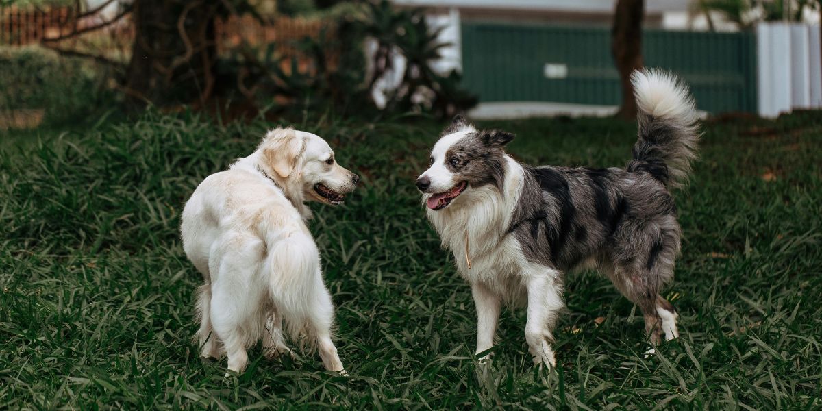 2025-ին Երևանի «Կենդանիների խնամքի կենտրոն»-ի կլինիկա է տեղափոխվել 4140 թափառող շուն