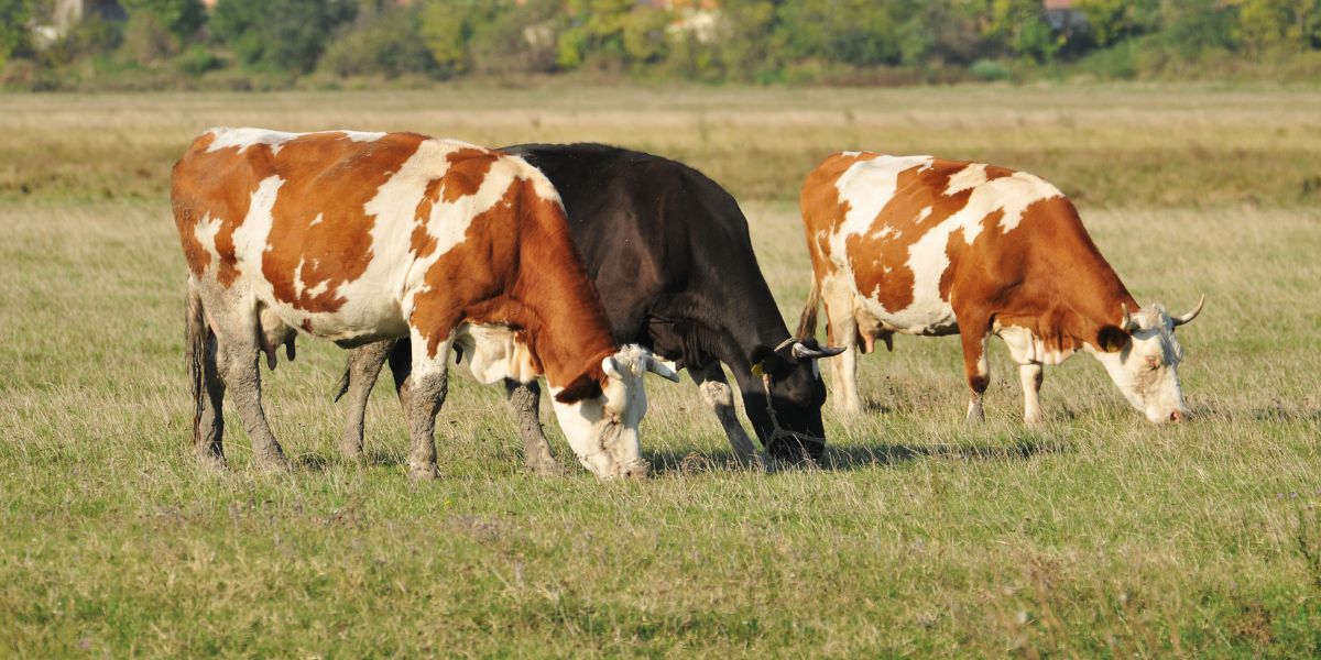 Մեկնարկում է գյուղատնտեսական կենդանիների անվճար պատվաստման ծրագիրը