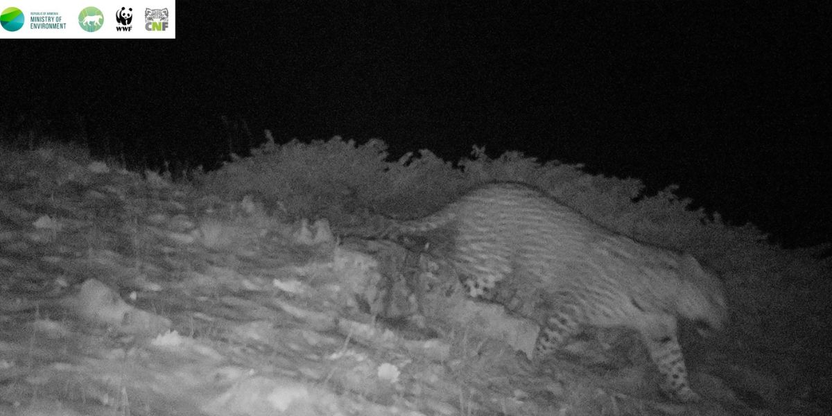 Կովկասյան ընձառյուծը՝ Խոսրովի անտառում․ ֆոտոթակարդների նոր կադրը