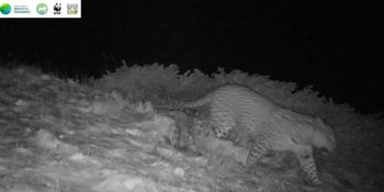 Կովկասյան ընձառյուծը՝ Խոսրովի անտառում․ ֆոտոթակարդների նոր կադրը