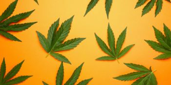 Ապօրինի թմրաշրջանառությունից հանվել է 9 կգ մարիխուանա (տեսանյութ)