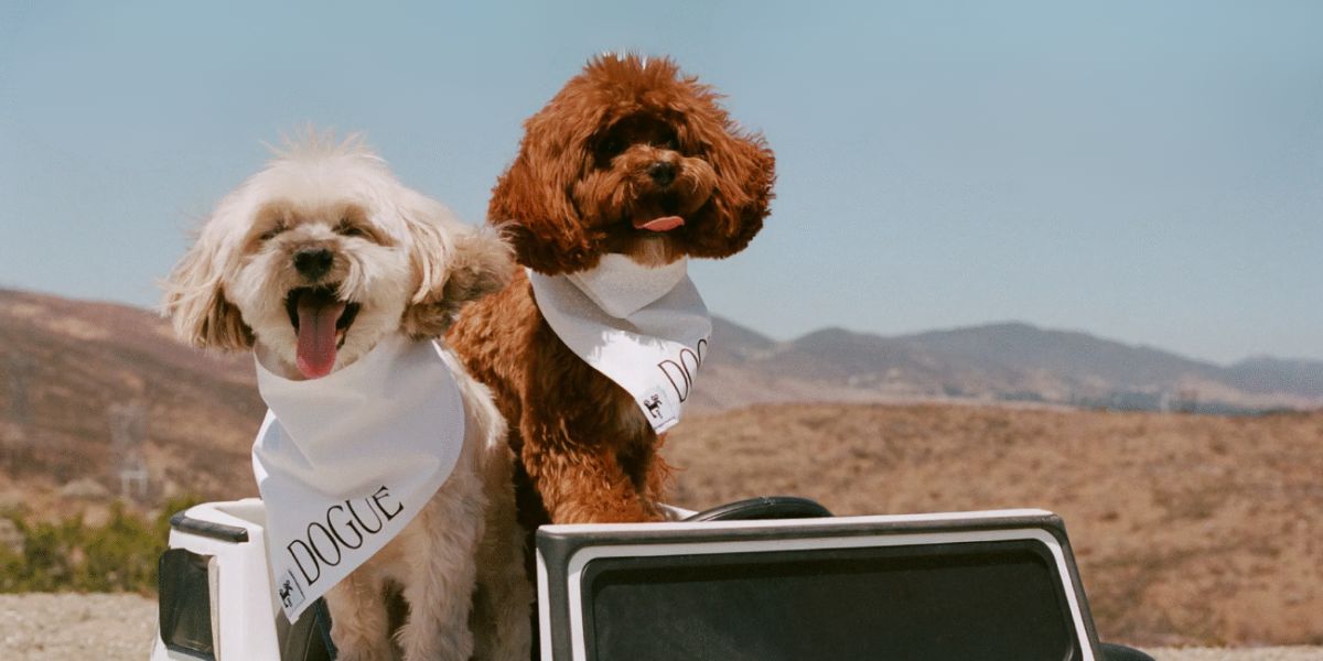 Շները կրկնօրինակում են Vogue-ին․ նորաձևության հսկան դատի է տվել Dogue պարոդիական ամսագրին  