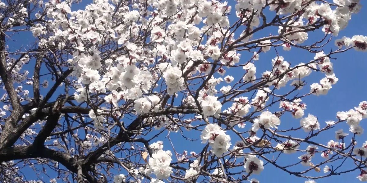 Ծիրանենու ծաղկումն Արարատյան դաշտում սպասվում է մարտի 27-ից ապրիլի 2-ն ընկած ժամանակահատվածում