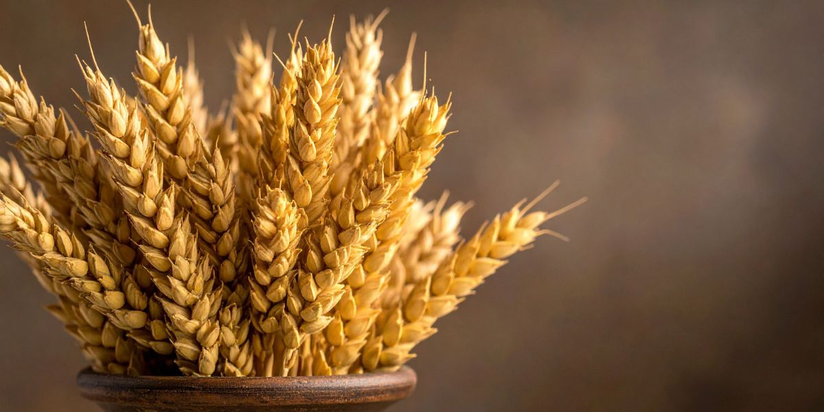 Բուսաբույծները աջակցություն կստանան․ որքան կկազմի գումարի չափը